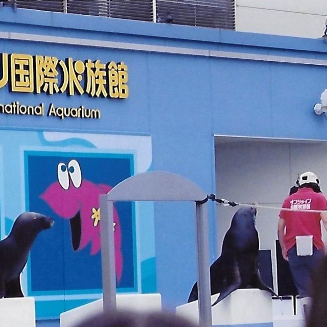 Marine Mammal show at the Aquarium